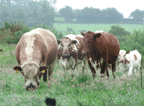 Herd of Irish Moiled Cattle