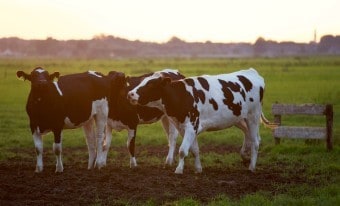 Dairy Farm Grants