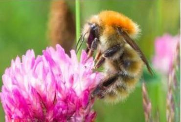 New Research Shows Irish Bumblebee Populations Are Still In Decline