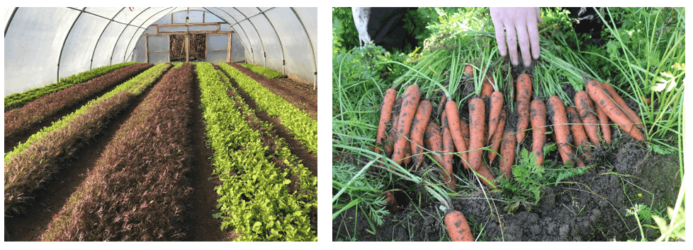 Maximising Organic Production Systems 