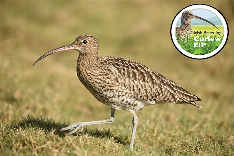 Curlew EIP