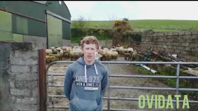 OviData – Increasing Sheep Genetic Gain in Ireland through Scientific Data Capture and Analysis