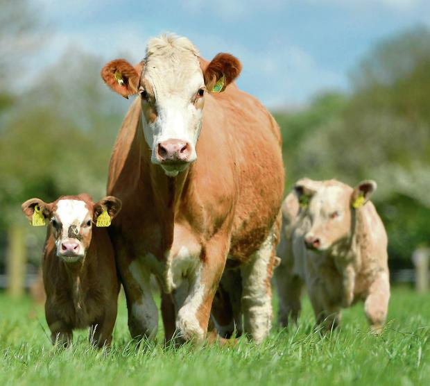 Livestock Sustainability