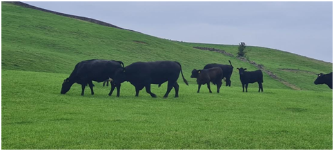 National Beef Welfare Scheme 2023 Suckler farmers